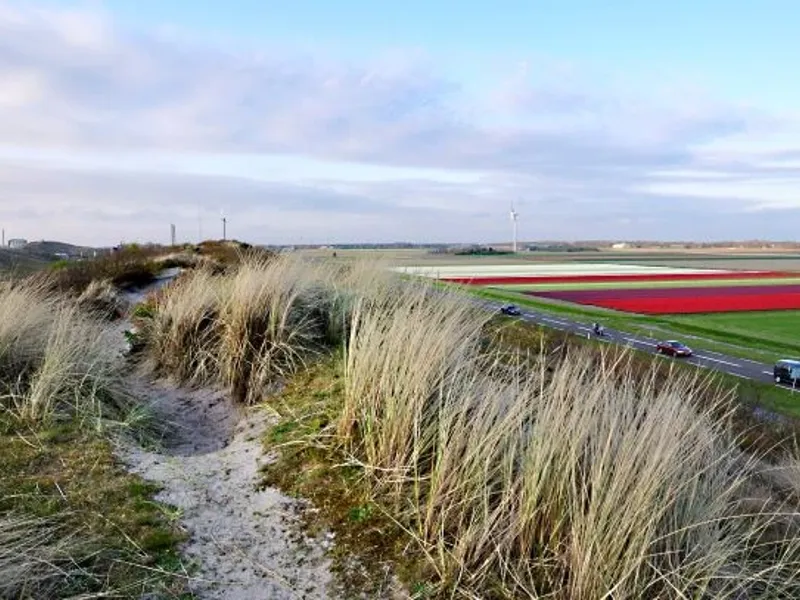 Duinen Van Petten Web