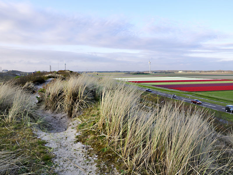 Duinen Van Petten
